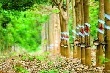 Giá cao su kỳ hạn tại Tokyo ngày 18/11 giảm 